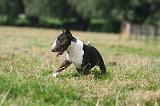 BULL TERRIER MINIATURE 073